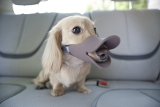 Illustration for article titled If You Have a Dog, You Can't Miss This Gadget Guide for the Spring